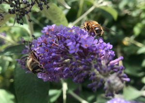 Bienen auf lila Flieder