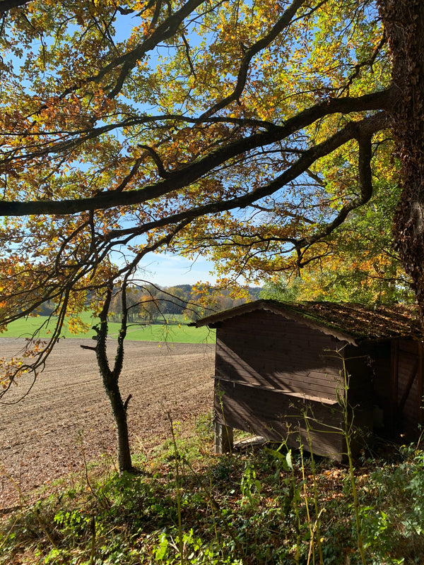 Bild Bienenhaus 