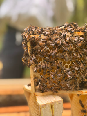 Wabenhonig mit Bienen