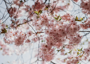 Kirschblüten